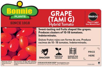 Image showing  Grape Tomato, 19.3 oz.