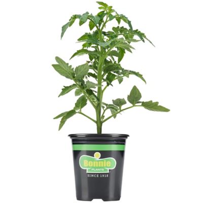 Bonnie Plants 19.3 oz. Potted Husky Cherry Red Cherry Tomato Plant