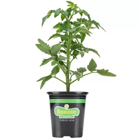 Bonnie Plants 19.3 oz Husky Cherry Red Cherry Tomato Plant in Pot Vegetable Plants