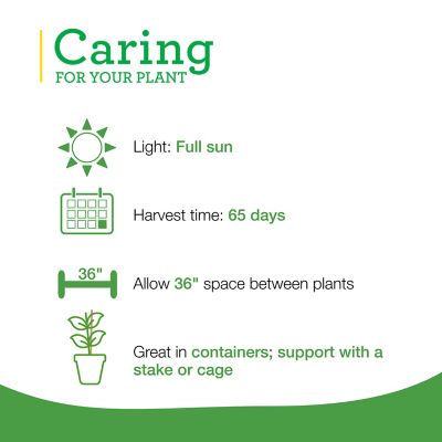 Image showing  19.3 oz. Potted Husky Cherry Red Cherry Tomato Plant