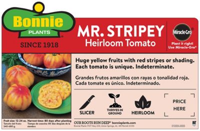 Image showing  Mr. Stripey Tomato, 19.3 oz.
