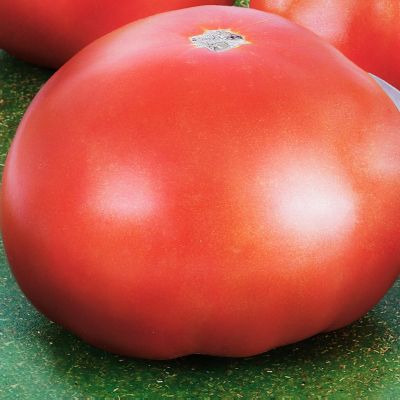 Image showing  Park's Whopper Tomato, 19.3 oz.