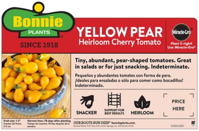 Image showing  Yellow Pear Tomato 19.3 oz.