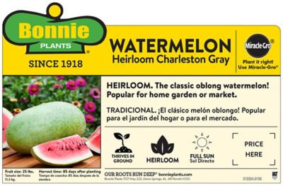 Image showing  Charleston Gray Watermelon 19.3 oz.