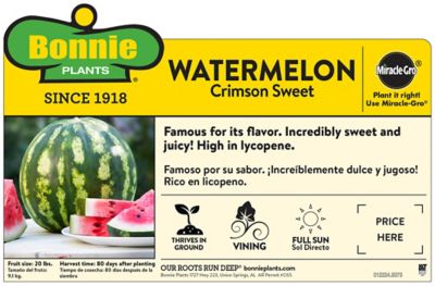 Image showing  Crimson Sweet Watermelon 19.3 oz.
