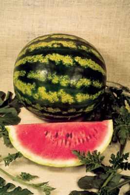 Image showing  Crimson Sweet Watermelon 19.3 oz.