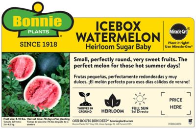 Image showing  19.3 oz. Sugar Baby Watermelon Plant