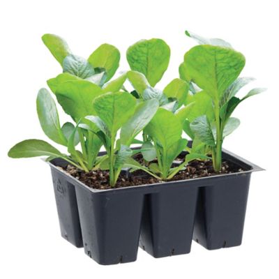 Bonnie Plants Green Magic Broccoli Plants, 6-Pack