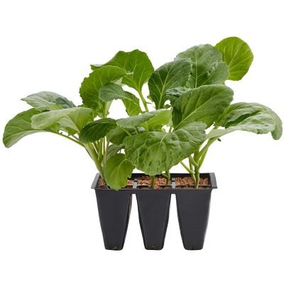 Bonnie Plants Lieutenant Broccoli Plants, 6-Pack