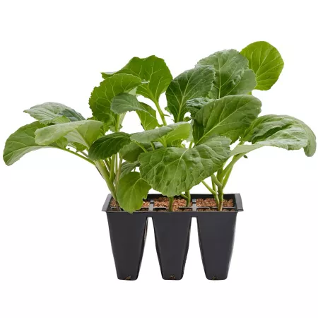 Bonnie Plants Lieutenant Broccoli Plants Pack of 6 Vegetable Plants