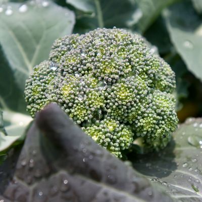 Image showing  Lieutenant Broccoli Plants, 6-Pack
