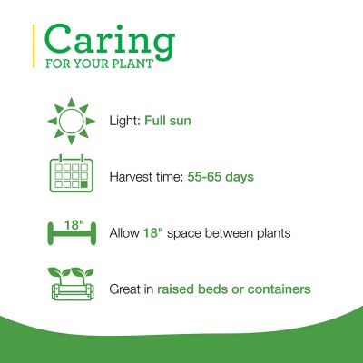 Image showing  Lieutenant Broccoli Plants, 6-Pack