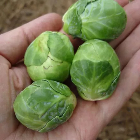 Bonnie Plants Brussels Sprouts Plants Pack of 6 Vegetable Plants