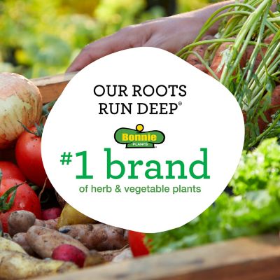 Image showing  Brussels Sprouts Plants, 6-Pack