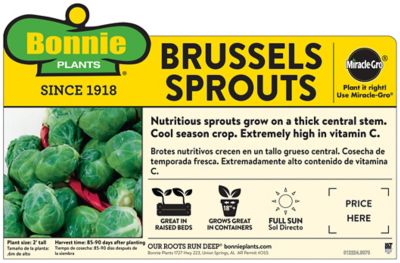 Image showing  Brussels Sprouts Plants, 6-Pack