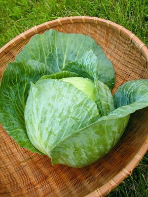 Image showing  1.19 qt. Bonnie Hybrid Cabbage Plants, 6 pk.