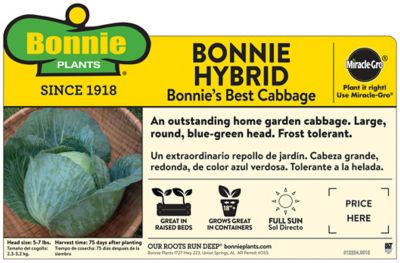Image showing  1.19 qt. Bonnie Hybrid Cabbage Plants, 6 pk.