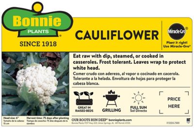 Image showing  Cauliflower Plants, 6-Pack