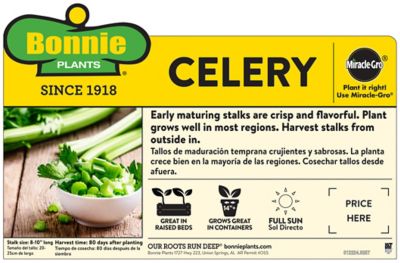 Image showing  1.19 qt. Celery Plants, 6-Pack