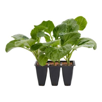 Bonnie Plants Morris Heading Heirloom Collards Plants, 6-Pack