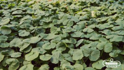 Image showing  Morris Heading Heirloom Collards Plants, 6-Pack