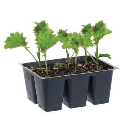 Bonnie Plants 1.19 qt. Curly Kale Plants, 6-Pack