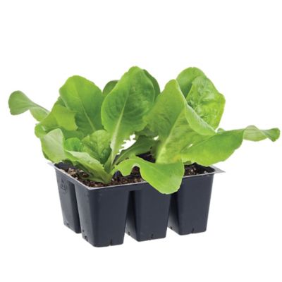 Bonnie Plants 1.19 qt. Buttercrunch Lettuce Plant, 6-Pack