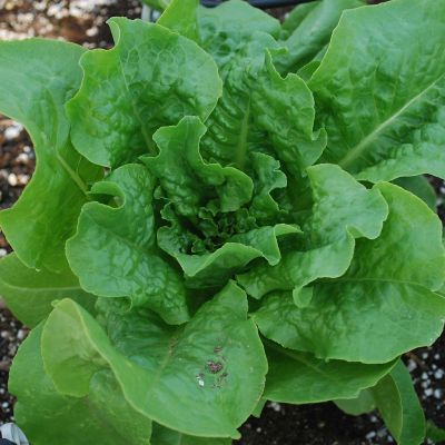 Image showing  1.19 qt. Buttercrunch Lettuce Plant, 6 pk.