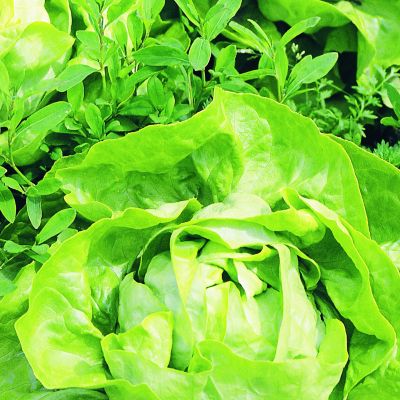 Image showing  1.19 qt. Buttercrunch Lettuce Plant, 6 pk.