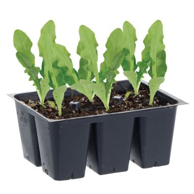 Bonnie Plants Head Lettuce (Iceberg Type) Plants, 6-Pack