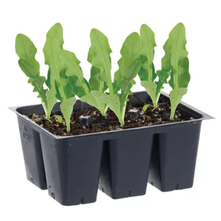 Bonnie Plants Head Lettuce Plants (Iceberg Type) Pack of 6 Vegetable Plants