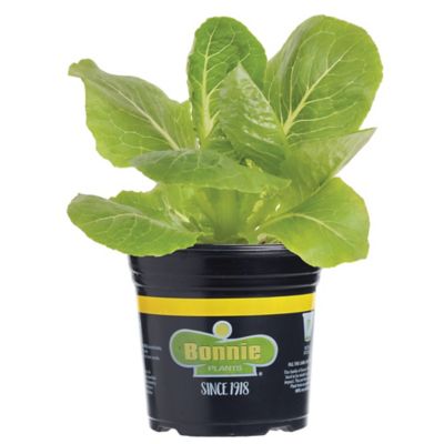 Bonnie Plants Green Romaine Lettuce Plants, 6-Pack