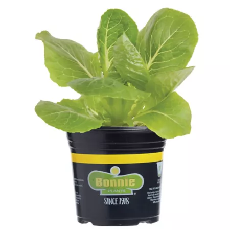 Bonnie Plants Green Romaine Lettuce Plants Pack of 6 Vegetable Plants