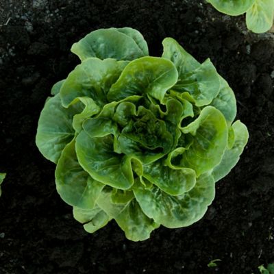 Image showing  Potted Green Romaine Lettuce Vegetable Plants, 6 pc.