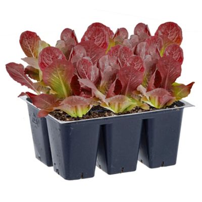 Bonnie Plants Red Romaine Lettuce Plants, 6-Pack