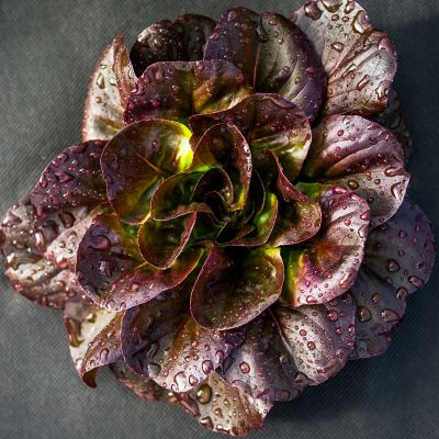 Image showing  Red Romaine Lettuce Plants, 6-Pack