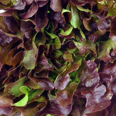 Image showing  Red Romaine Lettuce Plants, 6-Pack