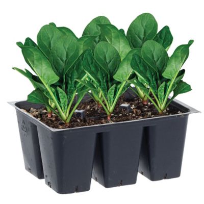 Bonnie Plants Bonnie's Spinach Plants, 6-Pack