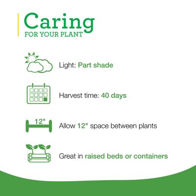 Image showing  Bonnie's Spinach Plants, 6-Pack