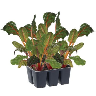 Bonnie Plants 1.19 qt. Bright Lights Swiss Chard Plants, 6-Pack