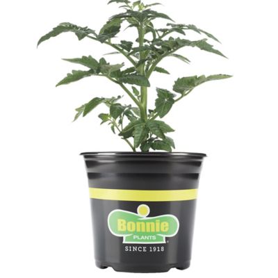 Bonnie Plants Husky Cherry Red Cherry Tomato 2.32 qt.