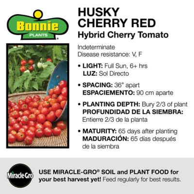 Image showing  2.32 qt. Potted Husky Cherry Red Cherry Tomato