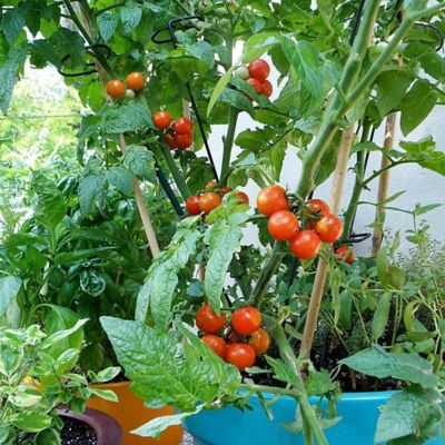 Image showing  2.32 qt. Potted Husky Cherry Red Cherry Tomato
