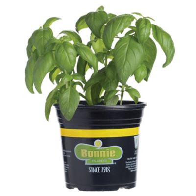 Bonnie Plants 2.32 qt. Potted Sweet Basil Plant