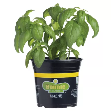 Bonnie Plants 2.32 quarts Sweet basil plant in pot Herb Plants