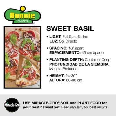 Image showing  2.32 qt. Potted Sweet Basil Plant
