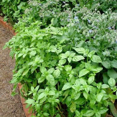 Image showing  2.32 qt. Potted Sweet Basil Plant