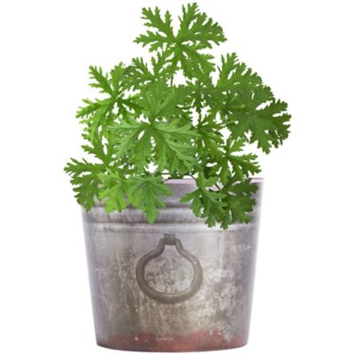 Bonnie Plants 2.32 qt. Potted Citronella Plant, 119870