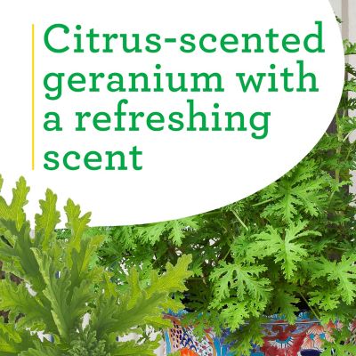 Image showing  2.32 qt. Potted Citronella Plant, 119870