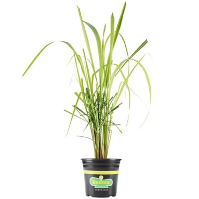 Bonnie Plants 2.32 qt. Potted Lemongrass Plant, 118660